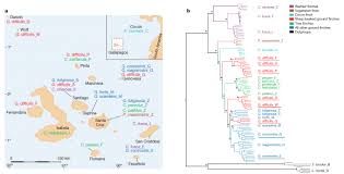 Scientifically, they used to groupedwith but there are six sets of species names. Split The Sharp Beaked Ground Finch Geospiza Difficilis And The Large Cactus Finch Geospiza Conirostris Into Multiple Species