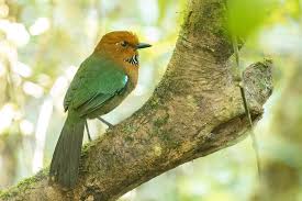 Image result for Burmannia madagascariensis