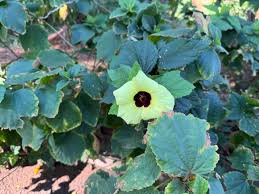 Image result for Hibiscus calyphyllus