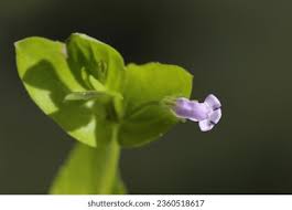 Image result for Linderniaceae