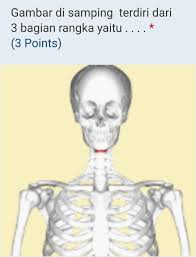 Sistem rangka manusia other contents: Uhlsh2cmferjnm