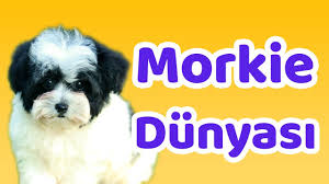 Morkie Ozellikleri Bakimi Beslenmesi Sagligi Ve Egitimleri Youtube