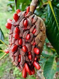 Please add columbus to the list where this is by far my favorite tree. Pin On Exotic Fruit
