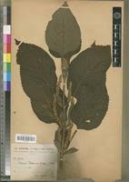 Image result for Achyrospermum