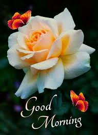 We did not find results for: Good Morning Images For Whatsapp Good Morning Beautiful Flowers Good Morning Images Flowers Good Morning Roses