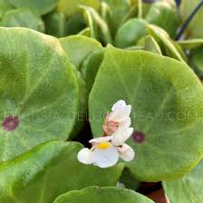 Image result for Begonia clypeifolia