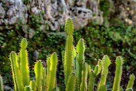 Do you know the secrets of sewing? Which Is The Biggest Cactus In The Trivia Questions Quizzclub