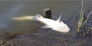 Berikut kami sajikan beberapa penyakit yang sering mendera ikan cupang lengkap dengan pencegahannya. Penyebab Ikan Lele Tiba Tiba Mati Mendadak Dan Cara Mengatasinya Kabartani