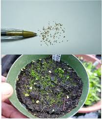 🌱Dwarf Hairgrass Care Guide: Dense Carpet In 4 Weeks | Aquanswers