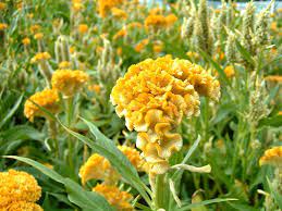 Celosia Coxcomb Gold Celosia Flower Flower Seeds Bonsai Flower