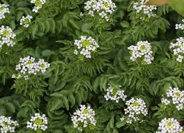 Image result for Nasturtium microphyllum