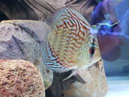 Red turquoise discus have a bright blood red base color that is broken up by metallic blue lines, squiggles and spots. Brilliant Blue Turquoise Discus Green Base Discus Com