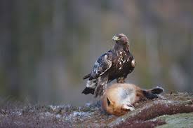 The young eagle must learn to fly, hunt, and fend for itself in. Alabama S Golden Eagle Great Days Outdoors