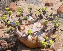 Image result for Cyphostemma saxicola