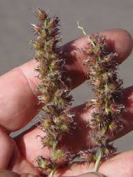 Image result for Cenchrus unisetus