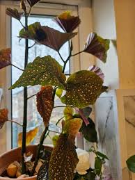 Image result for Begonia kisuluana