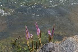 Image result for Podostemaceae