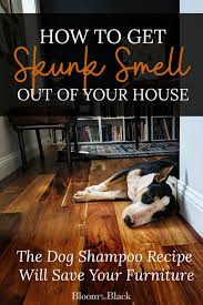 Getting skunk smell out of your house. How To Get Rid Of Skunk Smell Bloom In The Black