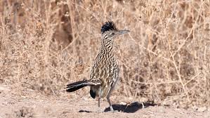 Test run your shoes for 90 days & earn rewards cash when you join the vip family. Roadrunner Facts How Fast Are They What They Eat Where To See One