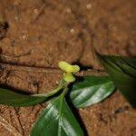 Image result for Mostuea brunonis