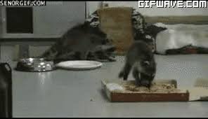 Find images of fat dog. Pin On Raccoon Gifs