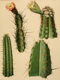 Image result for Cactaceae