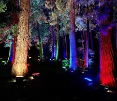 Ein Letztes Christmas Garden Bild Der Beleuchtete Wald Marchenwald Lichtimwald Christmastree Christmas Christmasgardenstuttgar Tree Plants Tree Trunk