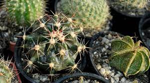 Desgraciadamente no tengo carnet porque según mi madre no había dinero. Aprende Como Cuidar Un Cactus Y Lograr Que Crezca Jardineria On