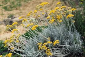 Image result for Helichrysum chasei