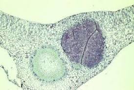 Image result for Pavetta gerstneri