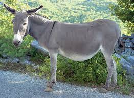 Donkey (n.) familiar term for an ass, 1785, also donky, donkie, originally slang or dialectal, of uncertain origin. Donkey Definition Characteristics Facts Britannica