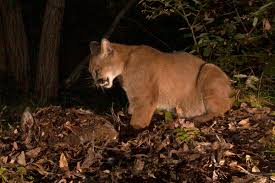Club leon sink pumas to win 2020 liga mx title. Study Black Bears Are Eating Pumas Lunch Illinois