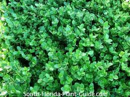 Image result for Carissa