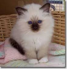 Seal Point Birman Kitten Looks Like Someone Just Pulled Him Out Of The Dryer Http Amzn To 2k2htmq Jolis Chats Cute Kittens Chats Adorables
