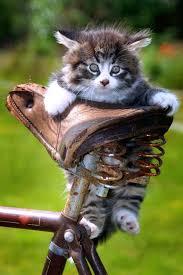 Pin By Truus Ploeger Kor On Biker Pets Baby Animals Kittens Cutest Cute Baby Animals