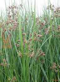 Image result for Cyperus longus