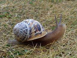 Pin On Love 4 Snails