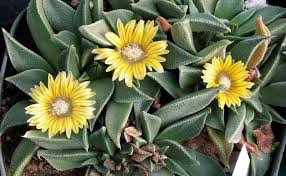Image result for Nananthus