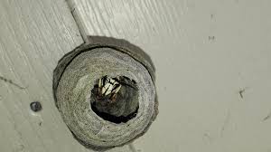 We did not find results for: Bald Faced Hornet Or Paper Wasp Another Image And Location In Comments Whatsthisbug