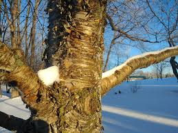 Browse pictures and read growth / cultivation information about quaking aspen (populus tremuloides) 'prairie gold' supplied by member gardeners in the plantfiles database at dave's garden. Deciduous Trees For Winter Interest In The Northern Plains Finegardening
