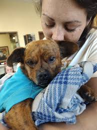 What would your dog's perfect day look like?