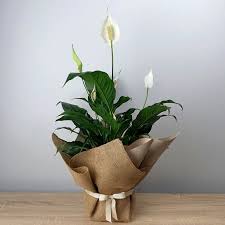When we are talking about vertical gardens or living walls it is very important to know about the plants which we can use in living wall designing. Elegant Is Our Madonna Peace Lily Pot Plant