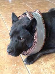Diy comfy dog cone collar. Homemade Alternative To The Dog E Collar Or More Commonly Known As The Lampshade To Keep My Dog From Chewing His Dog Cone Dog Cone Collar Homemade Dog Cone