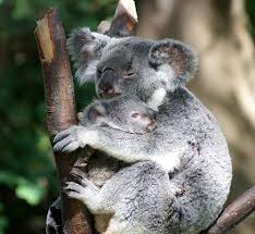 Cleveland Zoo July 2012 Cleveland Zoo Zoo Koalas