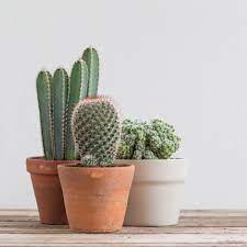 You're lost and thirsty in a desert. 14 Ways To Decorate Your Home With Cactus Cactus Flower Pots Cactus Decor