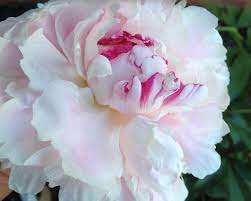 My First Peonies Zone 9a Too Hot To Grow Here So They Say Garden Flowers Perennials Flowers Perennials Zone 9 Perennials