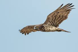 Image result for short toed eagle