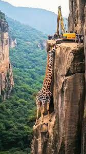 rescue poor trapped giraffe 🦒🦒 | rescue poor trapped giraffe 🦒🦒 | By Balm Boyette Mountain Bike Trails | Facebook