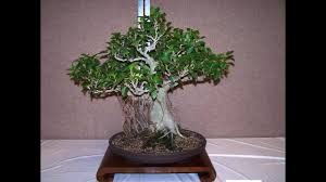 Image result for Ficus obliqua