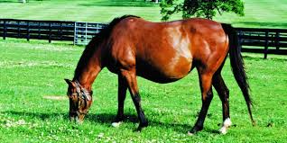 Image result for The Nutritional Requirements Of Horses